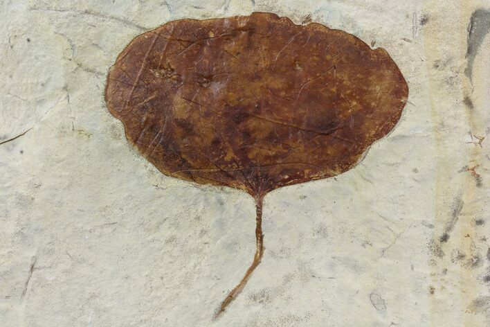 Detailed Fossil Leaf (Zizyphoides) - Montana #97755